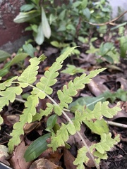 Dryopteris cristata