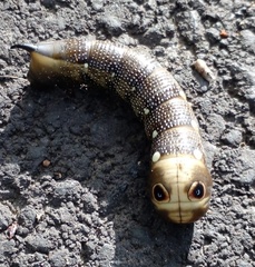 Xylophanes falco