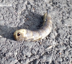 Xylophanes falco