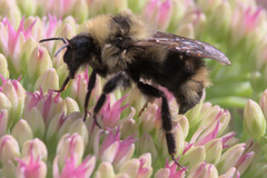 Bombus flavidus