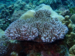 Acropora valida