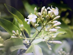 Melodinus suaveolens