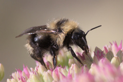 Bombus flavidus