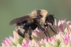 Bombus flavidus