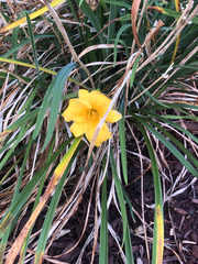 Hemerocallis