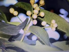 Syzygium samarangense