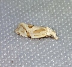 Aethes angustana