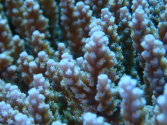 Acropora valida