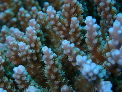 Acropora valida