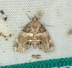 Cutina distincta