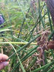 Schoenoplectus acutus