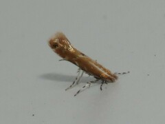 Cremastobombycia solidaginis