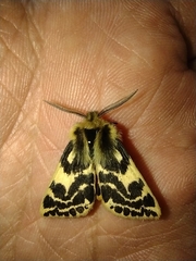 Ardices curvata