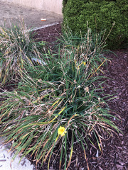 Hemerocallis