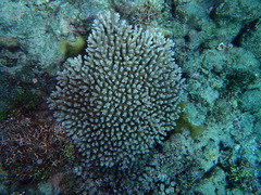 Acropora tenuis