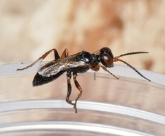 Diploplectron