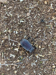 Eleodes suturalis