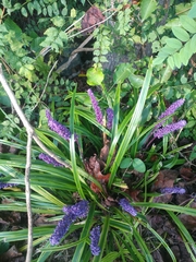 Liriope muscari