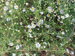 Symphyotrichum dumosum