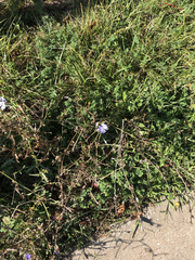 Cichorium intybus