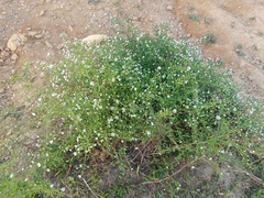 Symphyotrichum dumosum