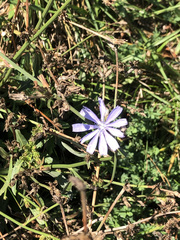 Cichorium intybus