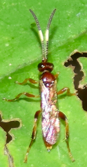 Cratichneumon
