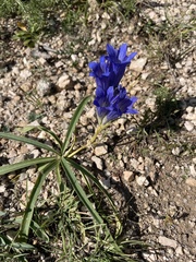Gentiana decumbens