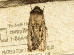 Agrotis gladiaria