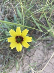 Berlandiera lyrata