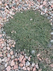 Euphorbia serpens