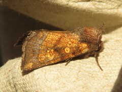 Papaipema impecuniosa