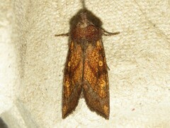 Papaipema impecuniosa