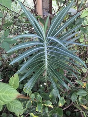 Euphorbia lathyris