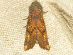 Papaipema impecuniosa