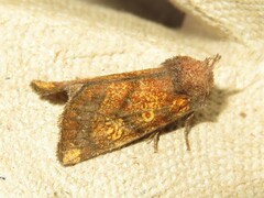 Papaipema impecuniosa