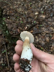 Boletus chippewaensis