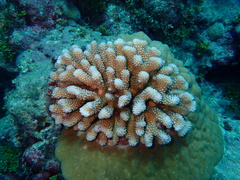 Pocillopora