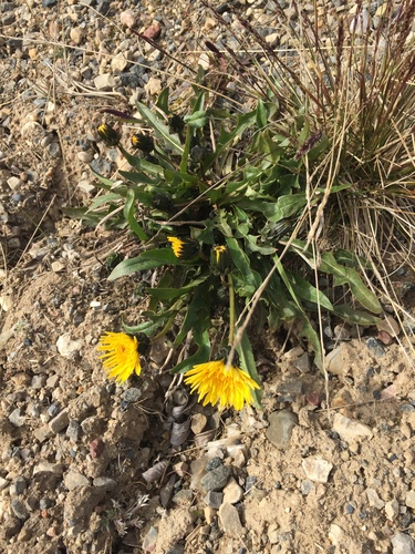 Taraxacum holmenianum
