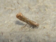 Cremastobombycia solidaginis