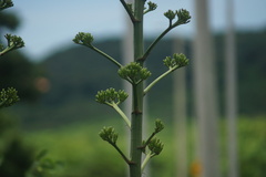 Agave desmettiana