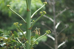 Agave desmettiana