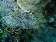 Galaxea fascicularis