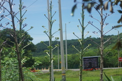Agave desmettiana