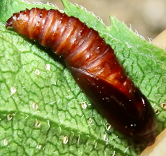 Sparganothis distincta