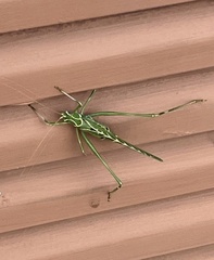Insara elegans