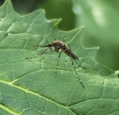 Coquillettidia perturbans
