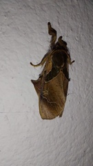 Desmoloma chironomus