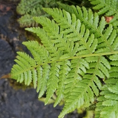 Athyrium angustum