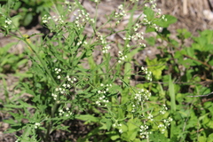 Parthenium hysterophorus